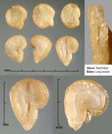   Seeds:   Solanum tampicense ; Photo by J. Scher, Federal Noxious Weed Disseminules of the US
